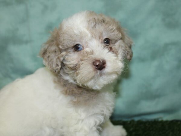 Bichapoo DOG Female CHOC MERLE 18520 Petland Dalton, Georgia