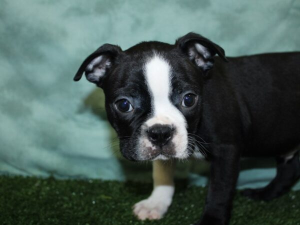 Boston Terrier DOG Male BLK WHT 18524 Petland Dalton, Georgia