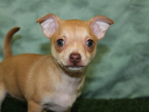 Chihuahua DOG Female Fawn 18526 Petland Dalton, Georgia