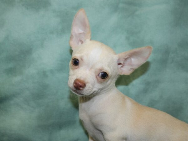 Chihuahua DOG Male Cream / White 18527 Petland Dalton, Georgia