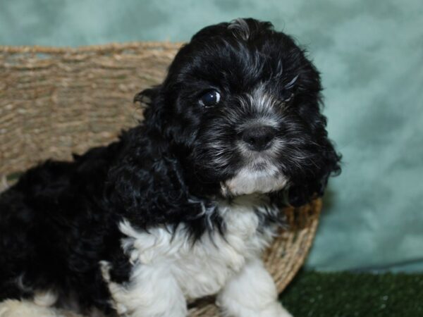 Cocker Spaniel DOG Male BLACK WHITE 18521 Petland Dalton, Georgia