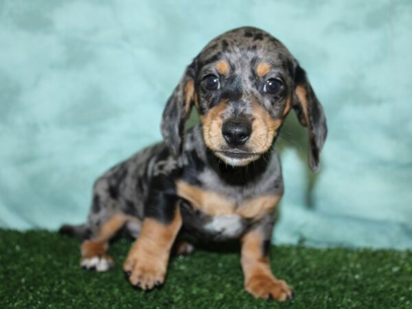 Dachshund DOG Female DAPPLE 18522 Petland Dalton, Georgia