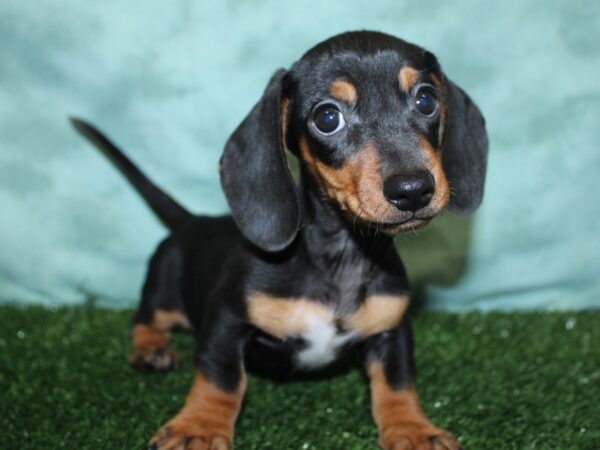 Dachshund DOG Male BLK TAN 18525 Petland Dalton, Georgia