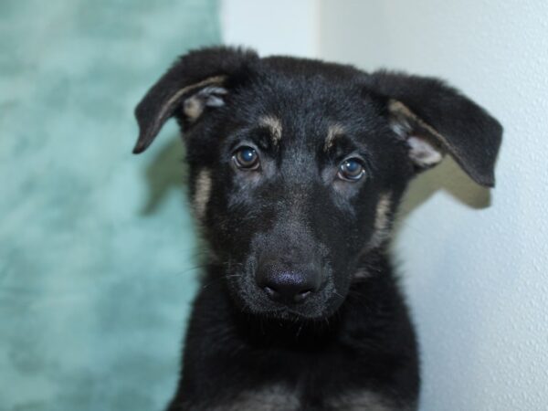 German Shepherd DOG Male Black & Tan 18518 Petland Dalton, Georgia