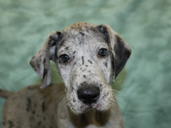 Great Dane DOG Male Blue Merle 18528 Petland Dalton, Georgia