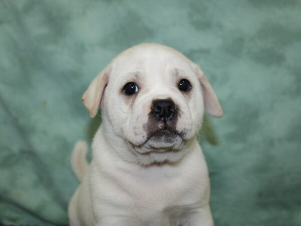 Ori Pei-DOG-Male-CREAM WHITE-18519-Petland Dalton, Georgia