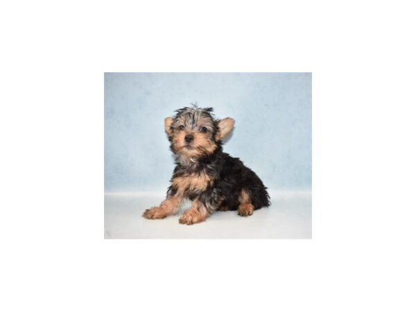 Silky Terrier DOG Male Black and Tan 8200 Petland Dalton, Georgia