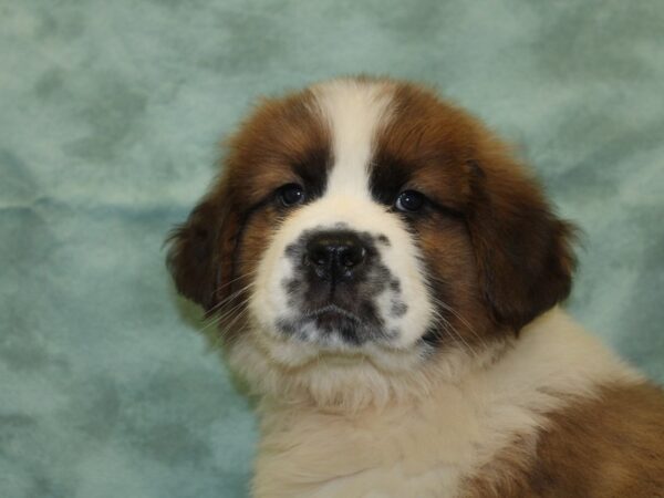 Saint Bernard DOG Male Sable & White 18529 Petland Dalton, Georgia