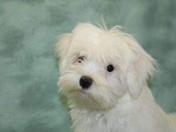 Maltese DOG Male White 18468 Petland Dalton, Georgia