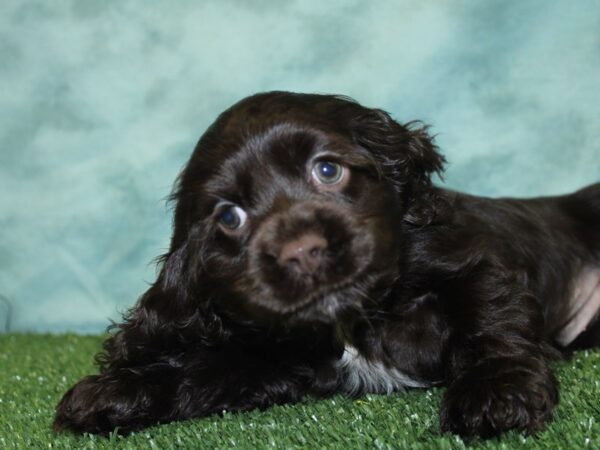 Cocker Spaniel DOG Female CHOC WHITE 18531 Petland Dalton, Georgia