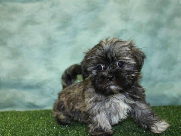 Teddy Bear DOG Female BRINDLE WHITE 18530 Petland Dalton, Georgia