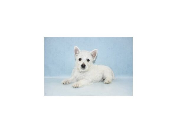 West Highland White Terrier-DOG-Male-White-8201-Petland Dalton, Georgia