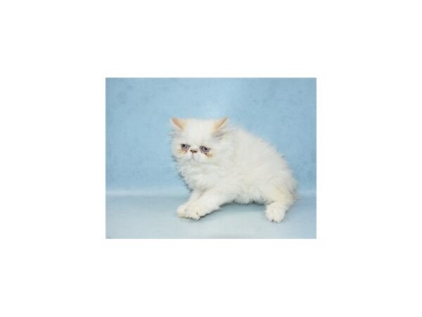 Persian-CAT-Male-Smoke-8202-Petland Dalton, Georgia