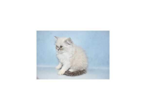 Persian CAT Female Blue 18566 Petland Dalton, Georgia