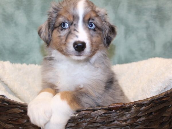 Miniature American Shepherd DOG Male BLUE MERLE 8190 Petland Dalton, Georgia