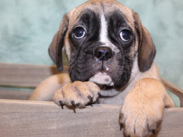 Bull Puggle-DOG-Male-BRINDLE-8188-Petland Dalton, Georgia