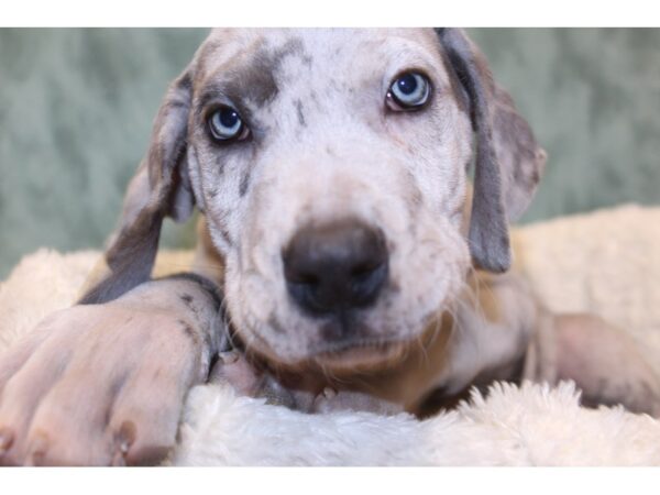 Great Dane DOG Male Gray 8185 Petland Dalton, Georgia