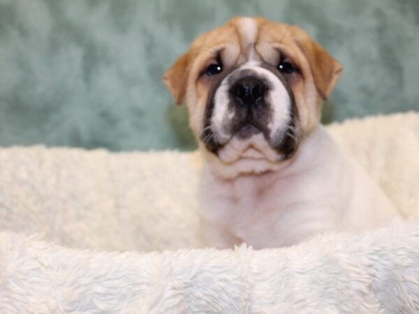 Ori Pei-DOG-Male-CREAM WHITE-8173-Petland Dalton, Georgia