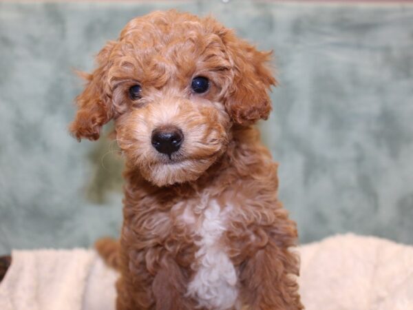 Bichapoo DOG Female RED 8192 Petland Dalton, Georgia