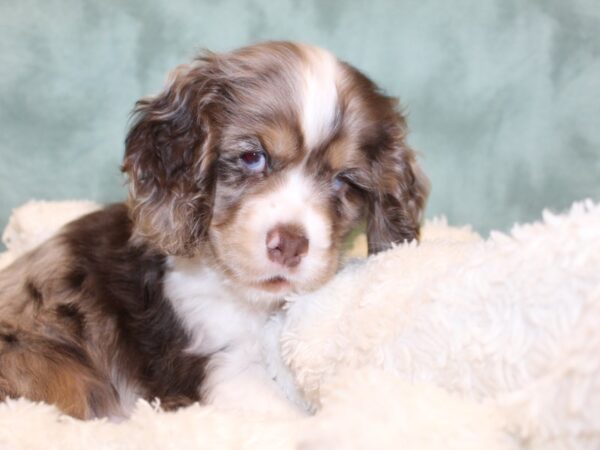 Cocker Spaniel DOG Male MERLE 8181 Petland Dalton, Georgia