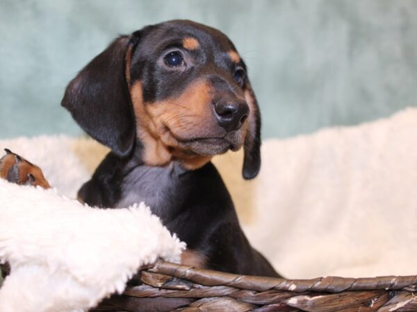 Dachshund DOG Male BLK TAN 8189 Petland Dalton, Georgia