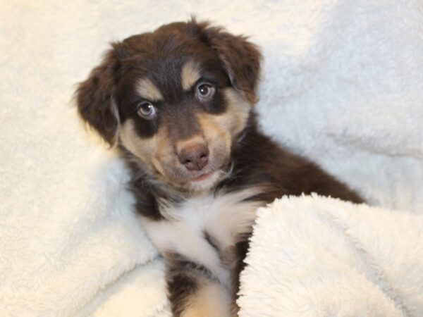 Australian Shepherd DOG Male TRI 8186 Petland Dalton, Georgia