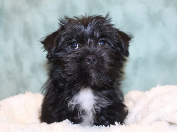 Shorkie DOG Female BLK WHITE 8174 Petland Dalton, Georgia