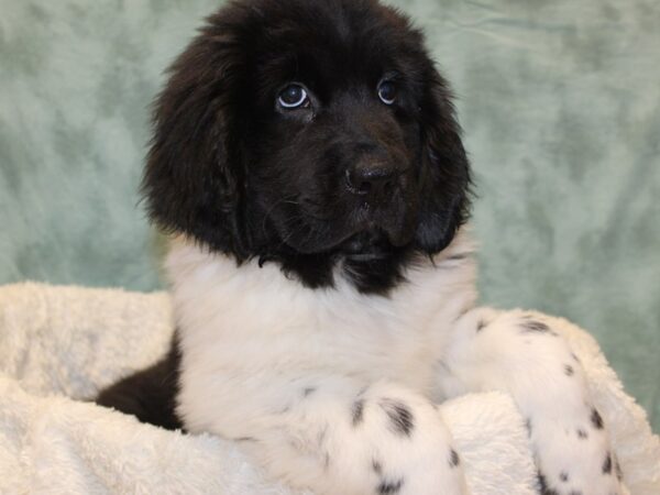 Newfoundland DOG Female Black White 8180 Petland Dalton, Georgia