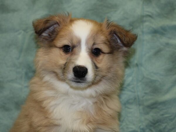 Aussimo-DOG-Male-Sable-18540-Petland Dalton, Georgia