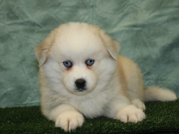 Huskimo DOG Female SIVER WH 18545 Petland Dalton, Georgia