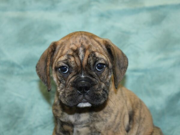 Bull Puggle DOG Male BRINDLE 18548 Petland Dalton, Georgia