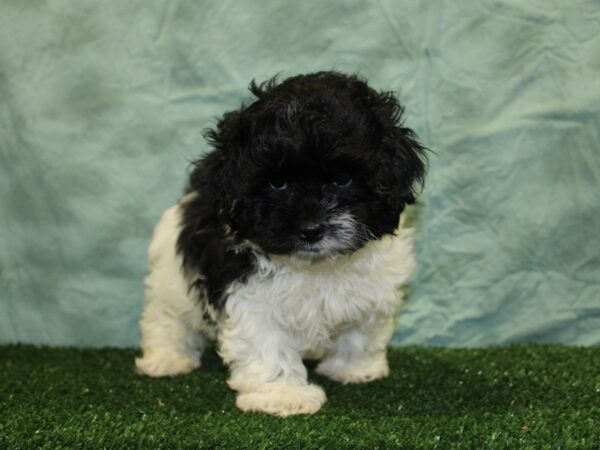 Shih Tzu DOG Male BLK WH 18552 Petland Dalton, Georgia