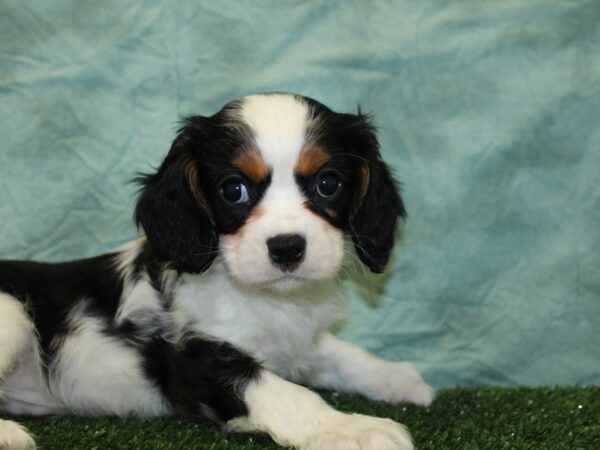 Cavalier King Charles Spaniel DOG Male TRI 18546 Petland Dalton, Georgia