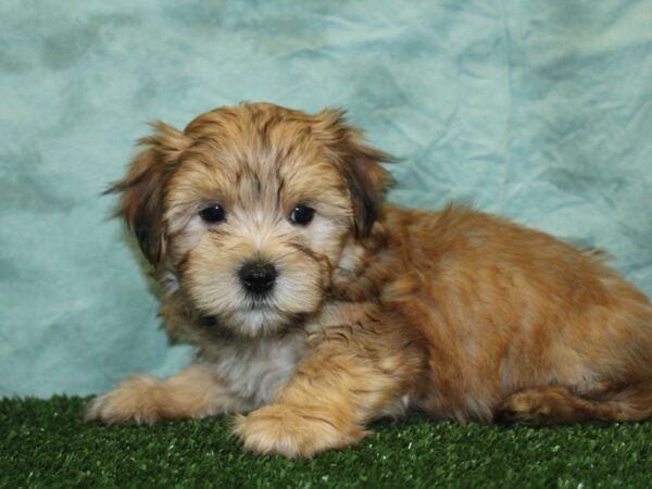 Morkie DOG Male BEIGE 18549 Petland Dalton, Georgia