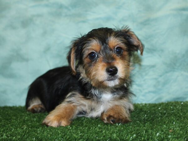 Yochon-DOG-Male-BLK TAN-18550-Petland Dalton, Georgia