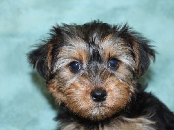 Yochon DOG Female BLK TAN 18551 Petland Dalton, Georgia