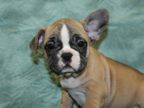 French Bulldog DOG Male FAWN WHITE 18547 Petland Dalton, Georgia