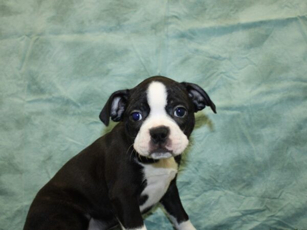 Boston Terrier DOG Female BLK WHITE 18554 Petland Dalton, Georgia