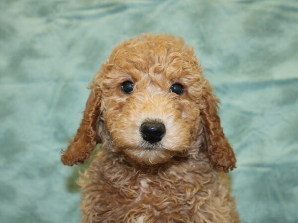 MOYEN POODLE-DOG-Male-RED-18544-Petland Dalton, Georgia