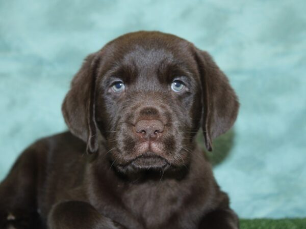 Labrador Retriever DOG Male Chocolate 18541 Petland Dalton, Georgia