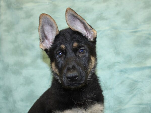 German Shepherd DOG Female SABLE 18542 Petland Dalton, Georgia