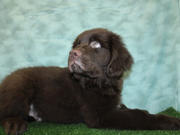 Newfoundland DOG Male choc 18543 Petland Dalton, Georgia