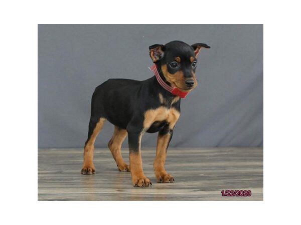 Miniature Pinscher DOG Female Black / Rust 8229 Petland Dalton, Georgia