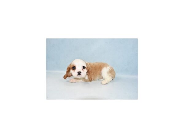 Cavalier King Charles Spaniel-DOG-Female-Blenheim-8204-Petland Dalton, Georgia