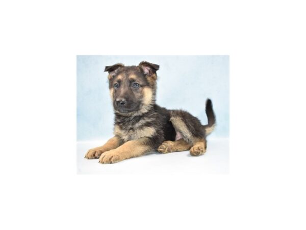 German Shepherd-DOG-Male-Black and Tan-8206-Petland Dalton, Georgia