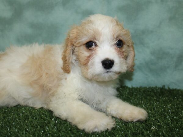 Cavapoo DOG Male Tan and White 18579 Petland Dalton, Georgia