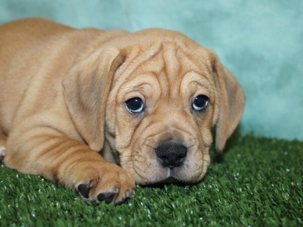 Bull Puggle DOG Female FAWN WHITE 18578 Petland Dalton, Georgia