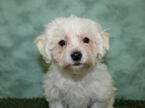 Havachon DOG Male CREAM WHITE 18576 Petland Dalton, Georgia