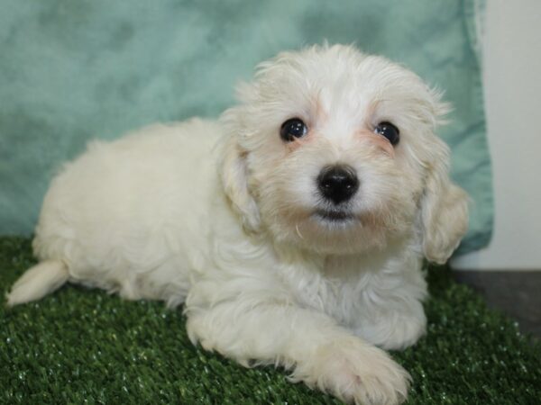 Havachon DOG Female CREAM WHITE 18575 Petland Dalton, Georgia