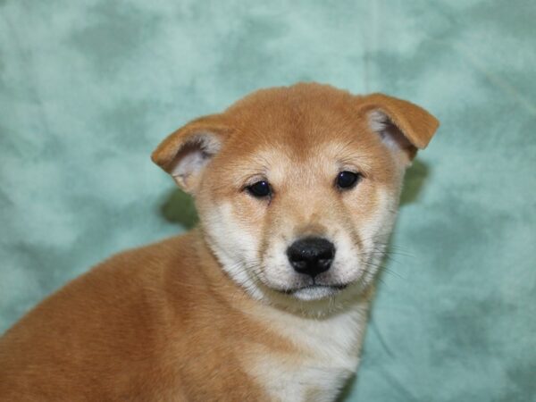 Shiba Inu DOG Male RED 18574 Petland Dalton, Georgia